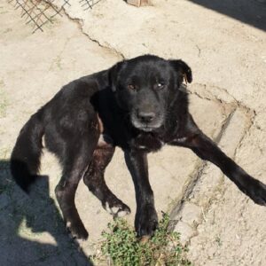 LEEO - reserviert 4animals (CD) - vermittelt