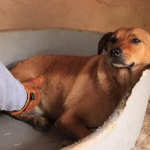 LENOVO - reserviert TINO - vermittelt