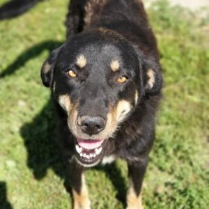 LEONIDO - reserviert für Tierhilfe Lebenswert vermittelt