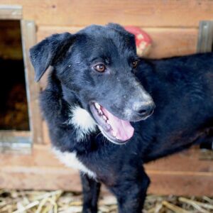 LESTER (♂) - seit mindestens 2019 im Shelter