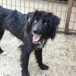 LETIZIA - reserviert Manuela - vermittelt