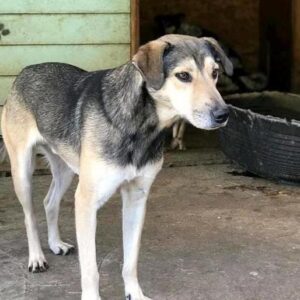 LEXAR - seit mindestens 2017 im Shelter