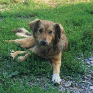 LIERA - reserviert Tierhilfe Lebenswert DR - vermittelt