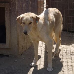 LINNE - reserviert THL DogR - vermittelt