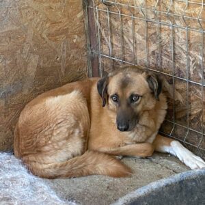 LINO - reserviert (Tine) - vermittelt