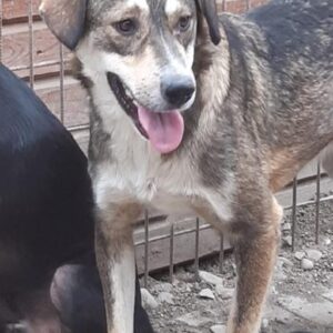 LINUS - vermisst 11/24