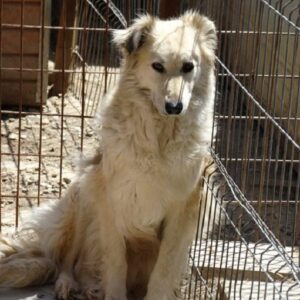 LISHA (♀) Fell sehr verfilzt - seit 2019 im Shelter