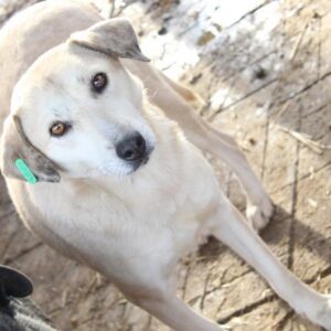 LITTLA - vermisst 04/2023