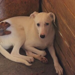 LOCA - reserviert NadineH - vermittelt