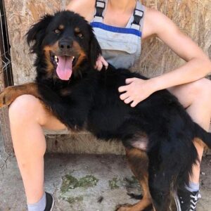 LOCKSLEY (♂) - vermittelt MH