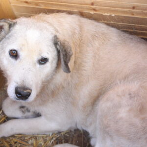 LOGAN - vermisst 08/21