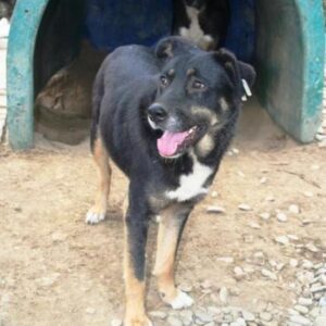 LOLLO - vermisst (seit 2021)