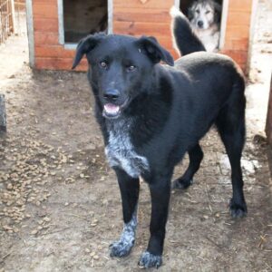 LOOMES - reserviert Manuela - ausgereist