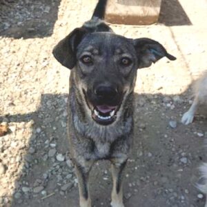 LOREDANA - zu dünn - reserviert THL DogR - vermittelt