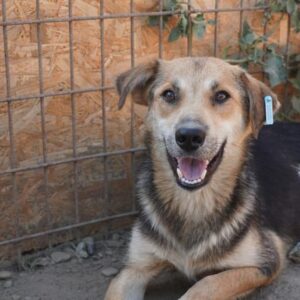 LOREEN - reserviert Tierhilfe Lebenswert DR - vermittelt