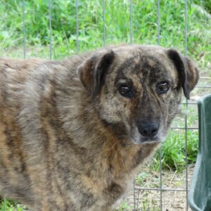 LOUIE - vermisst 08/21