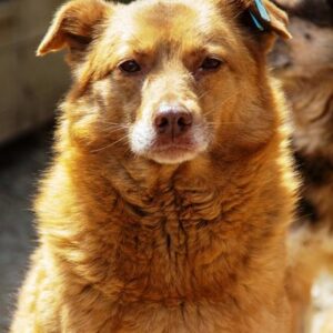 LUCINDA (♀) - vermisst 11/24