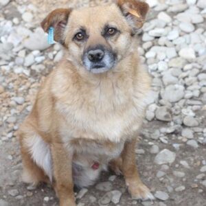 LUDOLF - reist auf PS in PLZ 2 - vermittelt