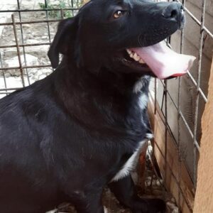 LUKASZ - auf Pflegestelle in PLZ 4 - vermittelt