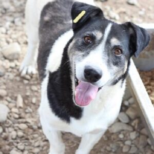 LUKE - reserviert NadineH - vermittelt