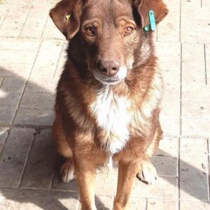 LUTZ - reserviert NadineH - vermittelt