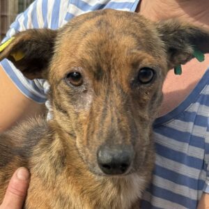 LENAA (♀) - ausgereist zum TST Rösrath