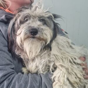 FLAUSCH (♀) - ausgereist zum TST Rösrath (AL)