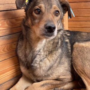 LOBO (♂) - seit 2020 im Shelter