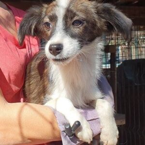 LOTTIE - ausgereist zum TST Rösrath