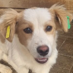 ASTREE (♀) - ausgereist zum TST Rösrath