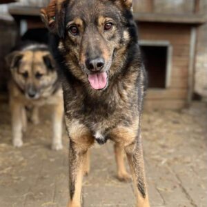 LINUX (♂) - seit mind. 2020 im Shelter