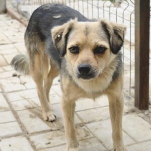 MADELAINE - reserviert Eifelhof Frankenau - vermittelt