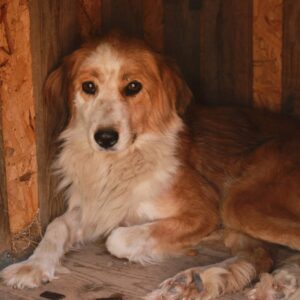 MADLEN - reserviert Second Chance Dogs vermittelt