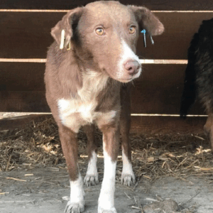 MAGGIE - vermisst 11/2021