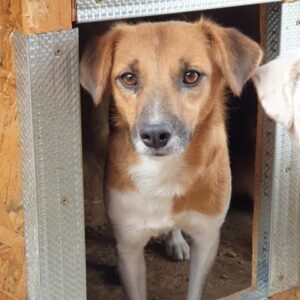 MAHOKA - reserviert THL DogR (NadineZ 12/20) - vermittelt