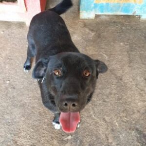 MAIKY - reserviert (Sasi) - vermittelt