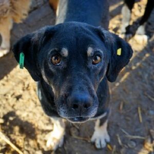 MALINO - vermisst 08/21