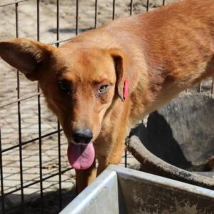 MAMPEL - vermisst 08/21