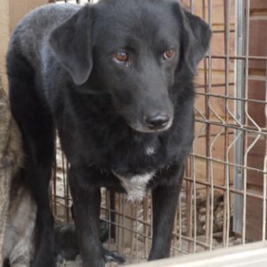 MARCIE - reserviert NadineH - vermittelt