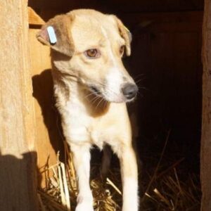 MARGIE - vermisst 04/2023