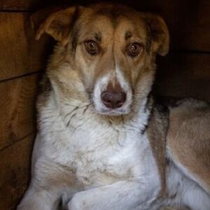 MARILYN (♀) - seit 2019 im Shelter