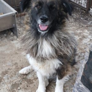 MARNA - reist auf PS in PLZ 2 - vermittelt