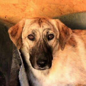 MARTHA - reserviert Hilfe für Herdenschutzhunde - vermittelt