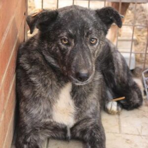 MARTINA - reserviert Lorraine - vermittelt