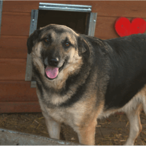 MARVIE – reserviert PVA - vermittelt