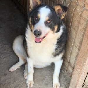 MASSIMOTO – reserviert TH Verlorenwasser - vermittelt