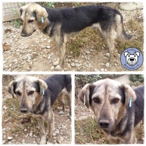 MATTIS - vermisst 03/2021