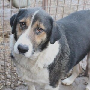 MAXIMUS - reserviert THL - vermittelt