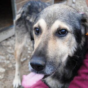 MIKESCH - vermisst 11/2021