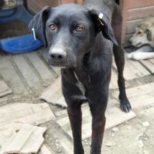 MILORD (♂) - seit mind. Dezember 2019 im Shelter